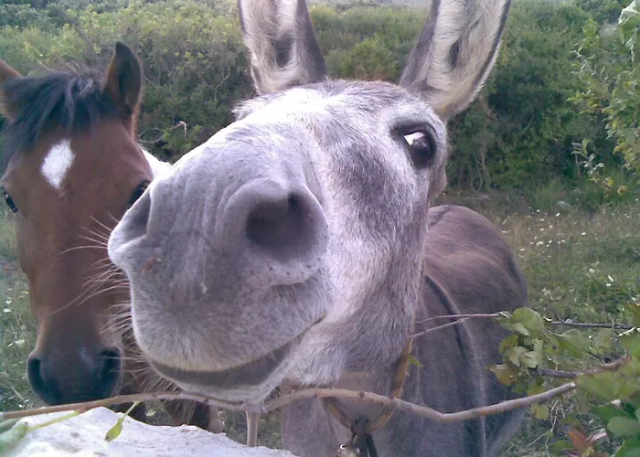 Vista Natura * 라빈